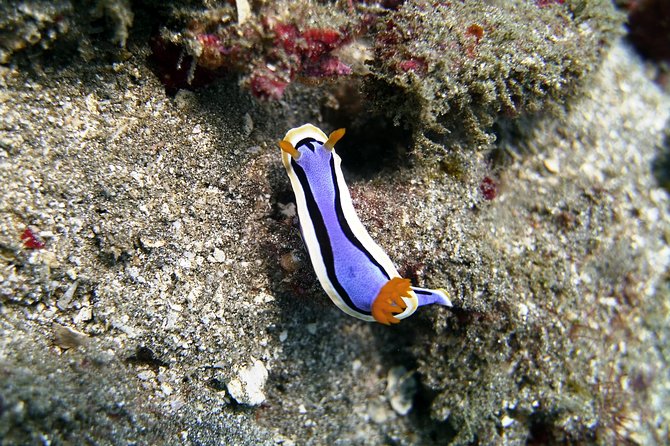 Bali Scuba Diving at Padang Bai for Certified Diver - Is $98.34 a fair price?