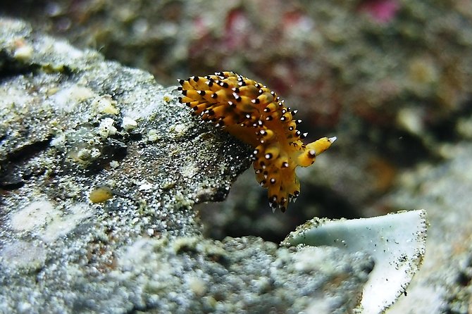 Bali Scuba Diving trip at Tulamben for Certified Diver - Equipment, safety, and comfort