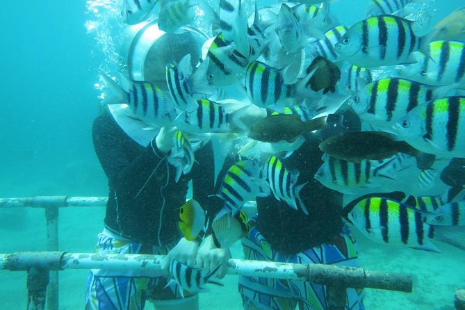Bali Sea Walking Experience - Choosing transport from Bali’s southern resorts