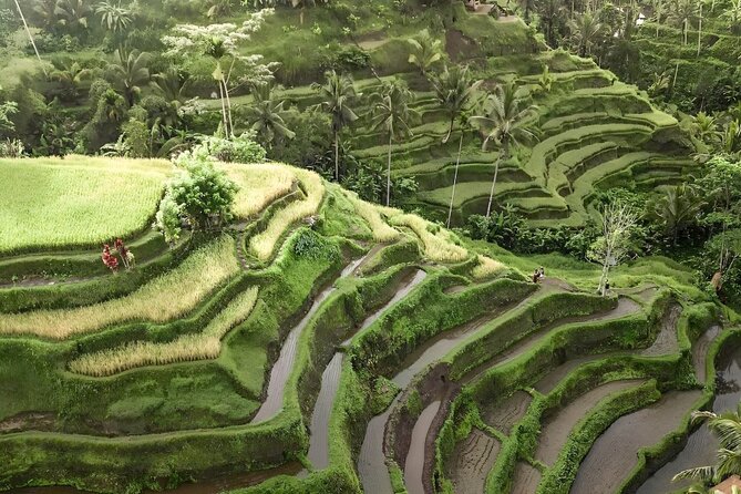 Bali Shore Excursions : Best of Bali Tour - What the customer feedback tells me