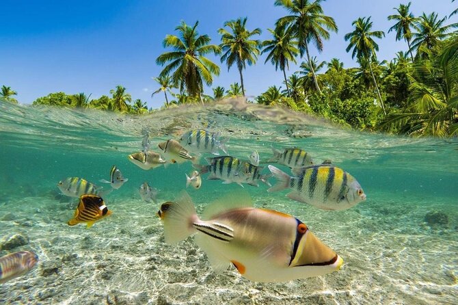 Bali Snorkeling 2 Spot at Blue Lagoon with Lunch & Transport - The route from Kuta and Denpasar to the coast