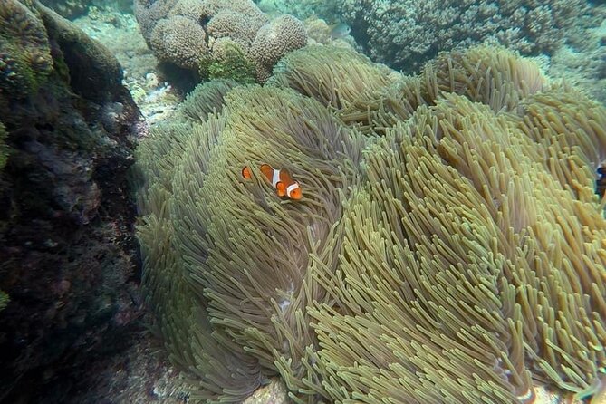 Bali Snorkeling 2 Spot at Blue Lagoon with Lunch & Transport - How much value do you get for $19?