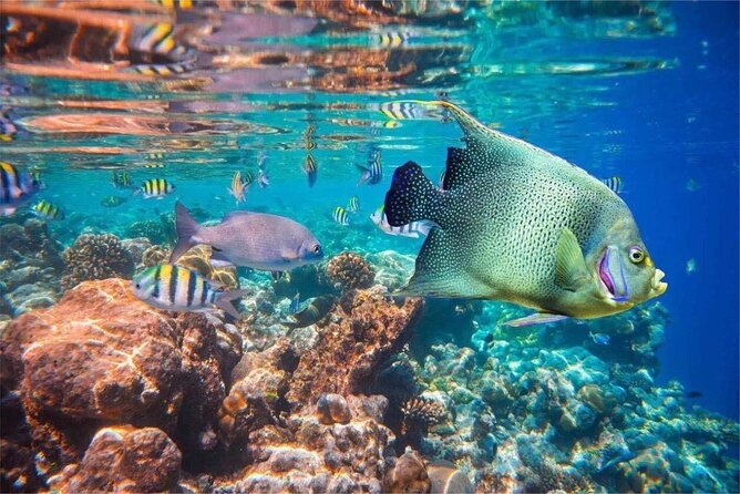 Bali Snorkeling 2 Spot at Blue Lagoon with Lunch & Transport - What marine life you might see