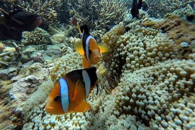 Bali Snorkeling 2 Spot at Blue Lagoon with Lunch & Transport - Weather can shape the whole day