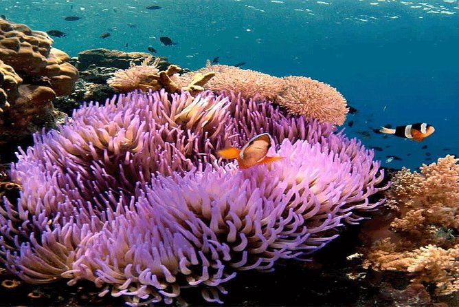 Bali Snorkeling Blue Lagoon and Tanjung Jepun All Included - Key points to know before booking