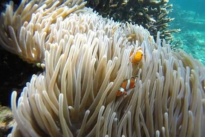 Bali Snorkeling Blue Lagoon with lunch &Optional waterfall Visit - Lunch at about 2:00 pm