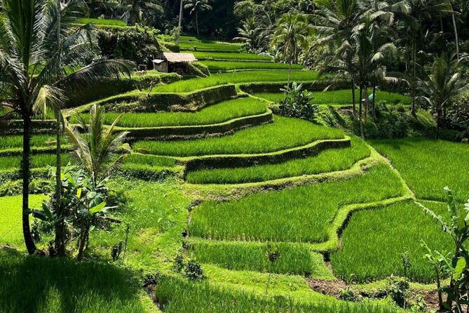 Bali Swing, Monkey Forest and Waterfall Private Tour - Tibumana Waterfall for a possible swim
