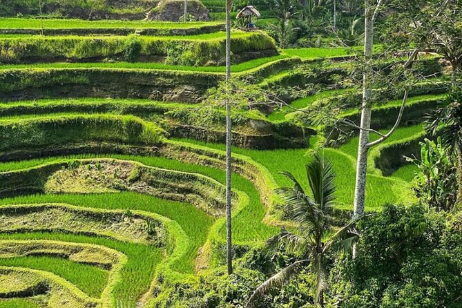 Bali Swing, Monkey Forest and Waterfall Private Tour - Tegalalang Rice Terrace: the final view