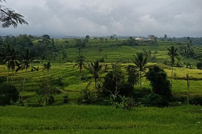 Bali Tanah Lot, Ulun Danu Beratan & Jatiluwih Rice Terrace - Jatiluwih Rice Terrace: the day’s best sense of place