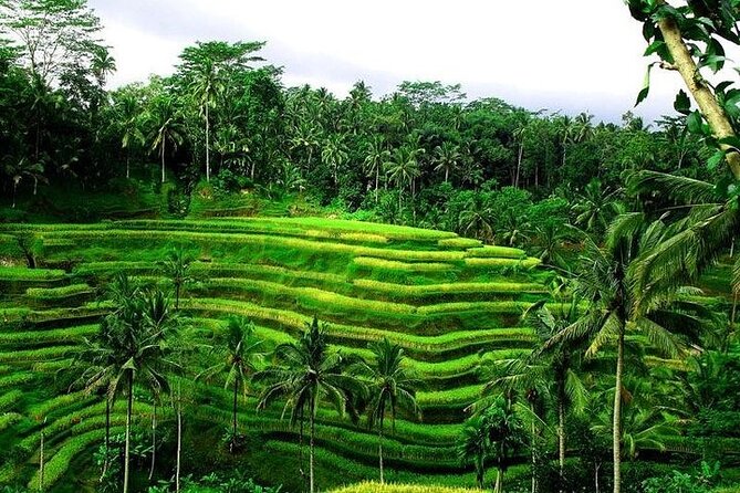 Bali Tirta Empul Tours Experience with Spiritual Cleansing - Practical ways to prepare