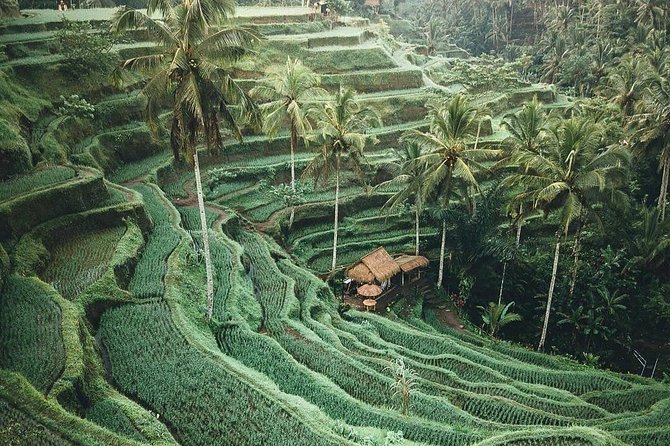 Bali Tour Customized With Local Guide - The guide and vehicle experience