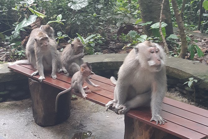 Bali Tour: Ubud Most Popular Place - Tirta Empul explains the spiritual side of the island
