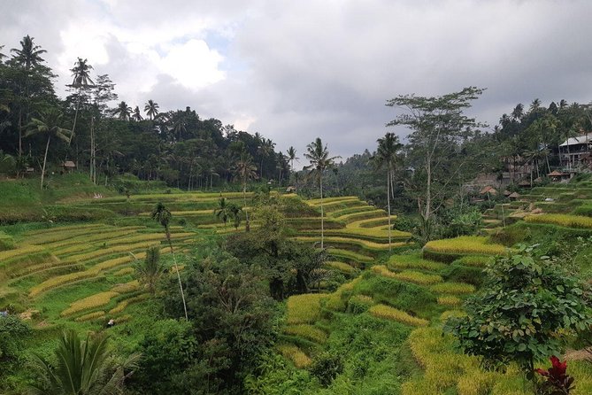 Bali Tour: Ubud Most Popular Place - Monkey Forest brings you close to Ubud’s famous residents