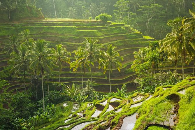 Bali Tribal Private Tour - Experience the best of Ubud, Bali - One private road linking six sides of Ubud