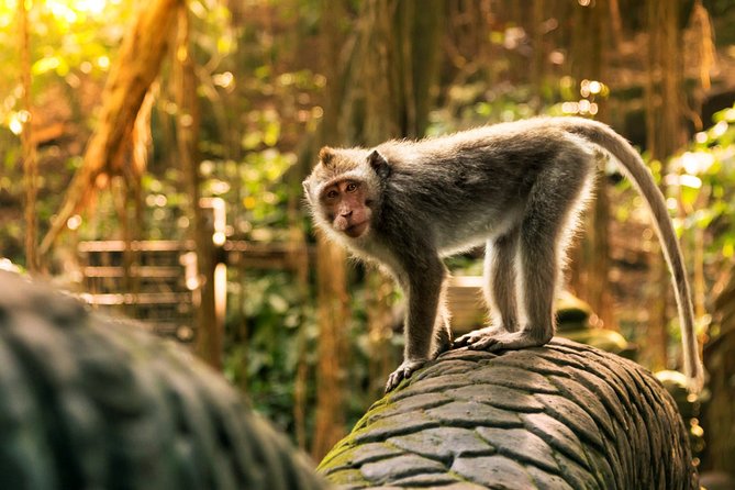 Bali Ubud and Volcano Day Tours - What private service changes