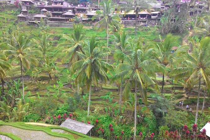 Bali Ubud & Kintamani Volcano Tour -All Inclusive - Why this private Bali day works well