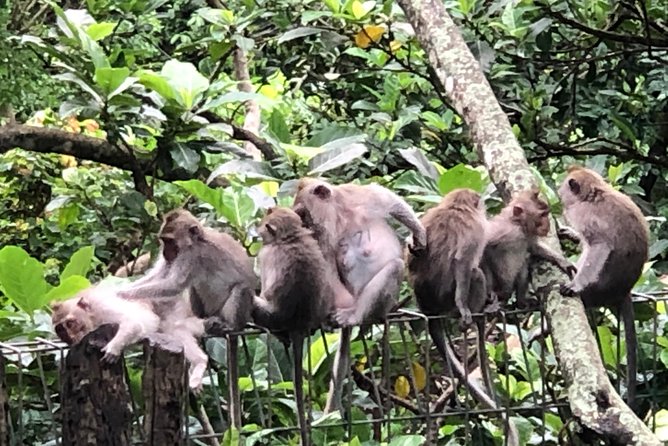 Bali Ubud Tour - Why the private guide makes a difference