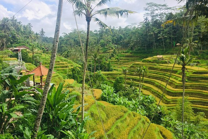 Bali Ubud Tour - Meeting Bali’s macaques at the Sacred Monkey Forest