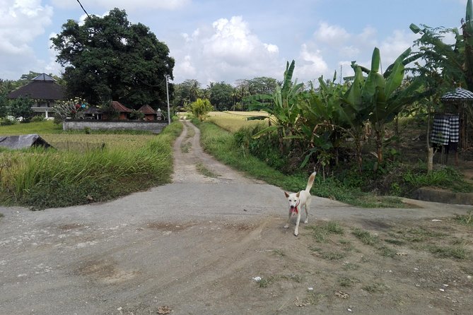 Balinese Cooking Class at Organic Farm - Key points to know before booking