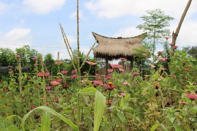Balinese Cooking Class at Organic Farm - A five-hour food day outside Ubud