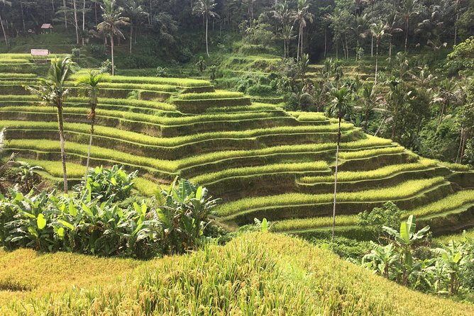 Balinese Life Style Tour - Segara Windhu Coffee Plantations and the tasting stop