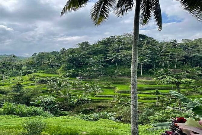 Banyumala Waterfall, Jatiluwih, Ulun Danu and Tanah Lot tours - Jatiluwih’s rice terraces and living irrigation