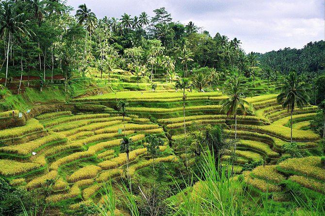 Beauty Of West Bali Tour (Private and All Inclusive) - Luhur Batukaru, the peaceful temple in the forest