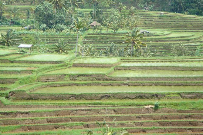 Bedugul Cultural Private Tour - Why this Bedugul day trip works