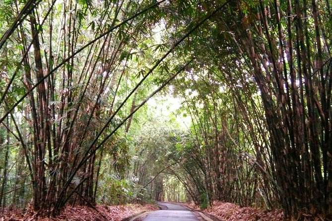 Besakih Temple Tour - Traditional Bali Village - All Inclusive - The bamboo forest north of the village