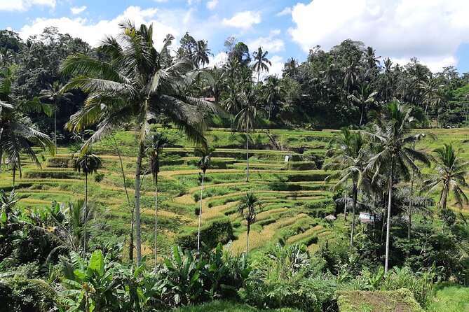 Best Bali Ubud Full Day All-Inclusive Private Tour - A long but useful introduction to Ubud