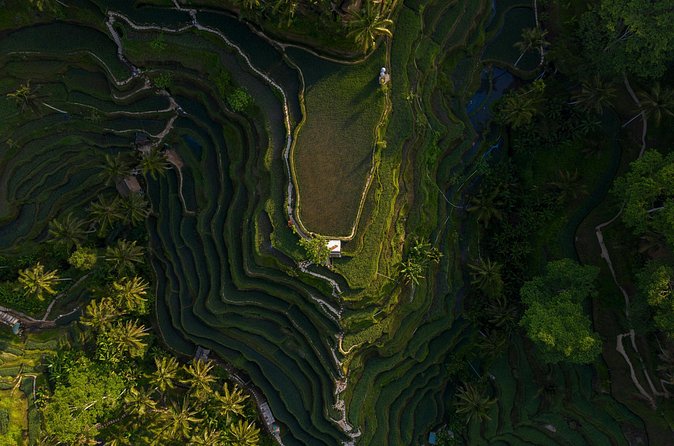 Best Day Tour - #1 Ubud Top Attraction - Tegenungan Waterfall for the final scenic stop