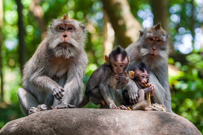 Best of Ubud 1-Day Private Tour - The guides make the private format worthwhile