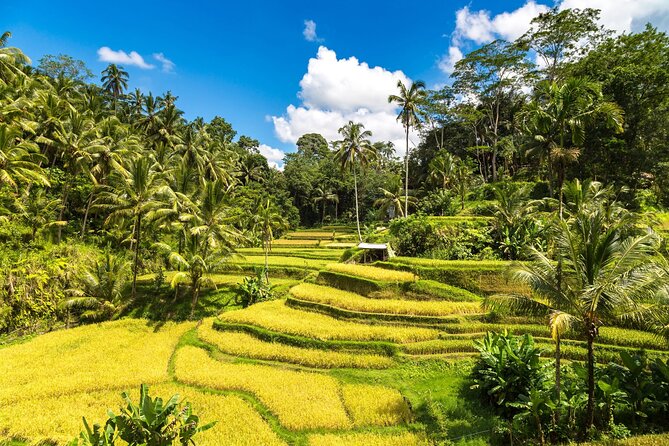 Morning light on the Tegallalang rice terraces above Ubud