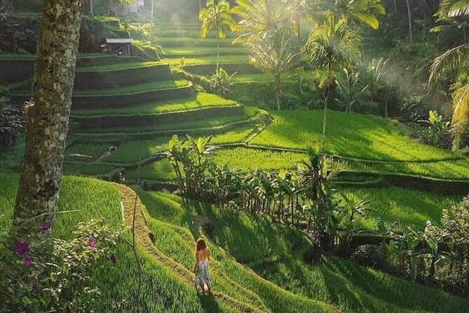 Best of Ubud: All-Inclusive Private Tour with Local Guide - Sacred Monkey Forest Sanctuary: temple ruins beneath the trees