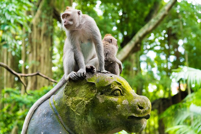 Best of Ubud Attractions: Private All-Inclusive Tour - Optional lunch and the jungle swing