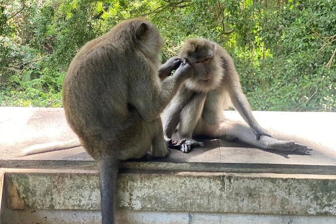 Best Of Ubud Private Day Tour With Local Guide - Sacred Monkey Forest: nature, temples, and a one-hour visit