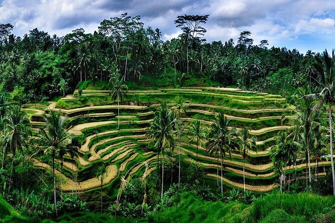 Best Of Ubud Private Day Tour With Local Guide - Why the private format can be worth $51.51
