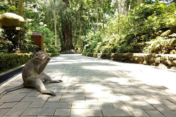Best of Ubud Private Tour with Jungle Swing Experience - Sacred Monkey Forest Sanctuary, shaded paths and wildlife