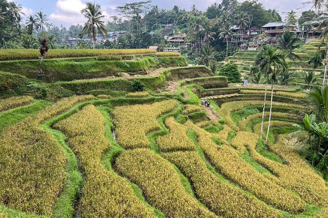 Best of Ubud - Ubud Tour Popular - All Inclusive - Ubud Art Market Opposite the Royal Palace