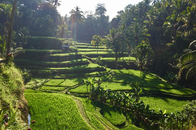 Best of Ubud Waterfalls, Tegalalang Rice Terrace and Swing Tour - Coffee, herbal tea and the Uma Pakel stop
