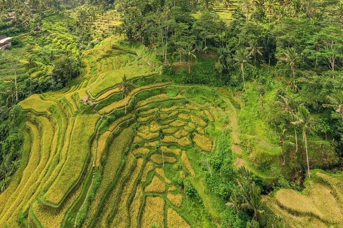 Best of Ubud: Waterfalls, Temple & Rice Terraces Private Day Tour - Tirta Empul Temple and the meaning of purification