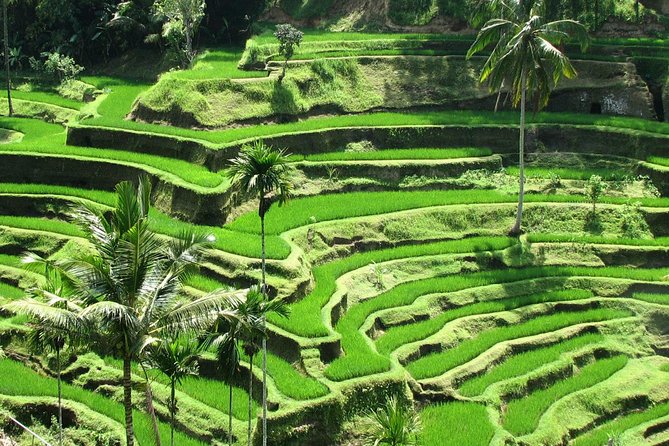 Best of Ubud with Jungle Swing Experience - Tohpati, Celuk, and Batuan: three craft traditions
