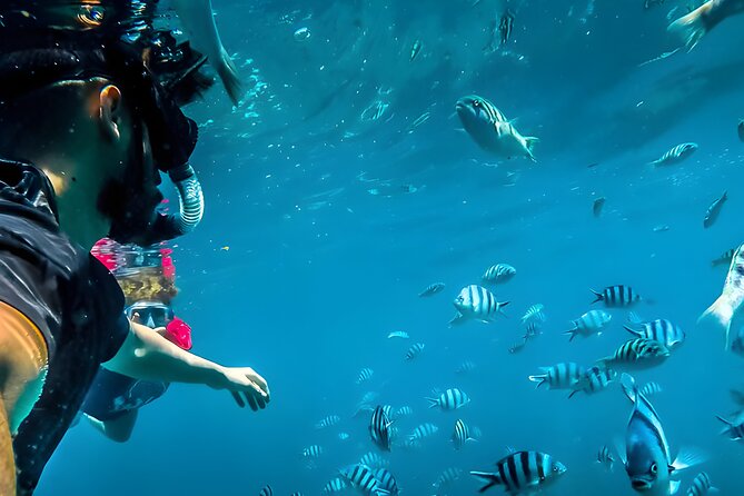 Best Snorkeling Activity in Blue Lagoon Beach Bali - What You Might See Beneath the Surface