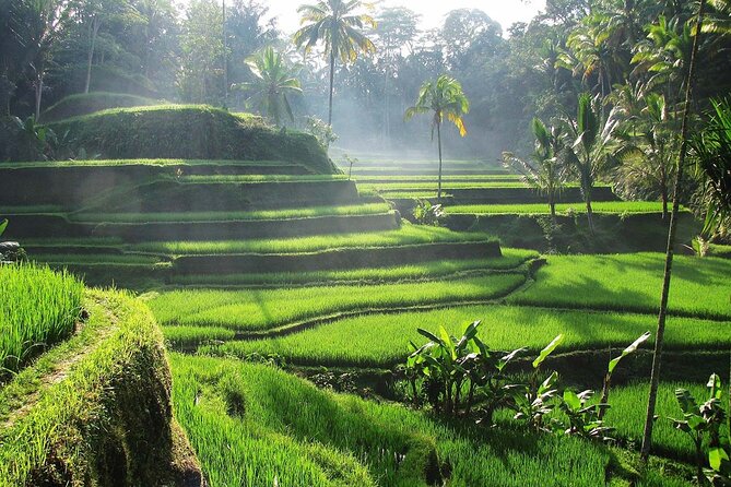 Best Ubud Tour Private Tour All Inclusive Package - Tegalalang Rice Terraces: Bali’s famous green steps