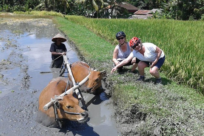 Bike ride in the rice fields, Bali countryside - A shaded coconut break