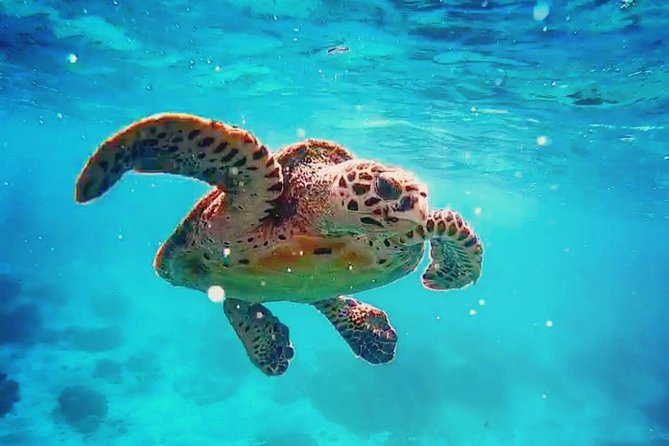 Blue Lagoon Bali Snorkeling Experience - From Ubud to Padangbai, a full day on the coast