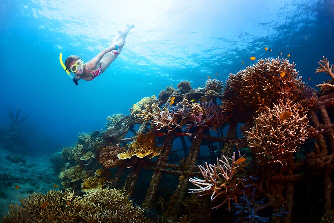 Blue Lagoon Snorkeling - Bali Best Snorkeling Site - Private Pickup From Ubud and South Bali