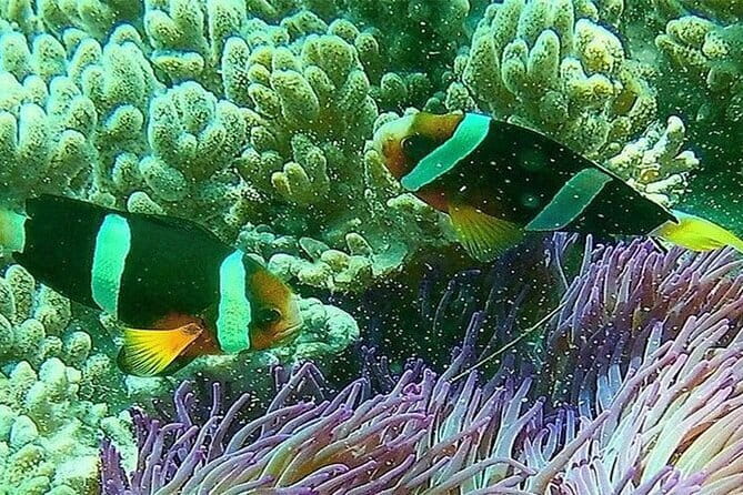 Blue Lagoon Snorkeling with Lunch and Private Transport - What you can expect beneath the surface