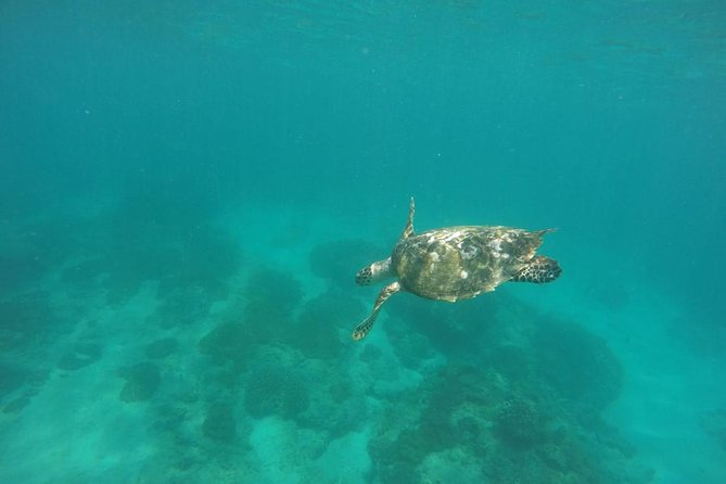 Blue Lagoon & Tanjung Jepun Snorkeling Private Tour - What the $50 price really covers