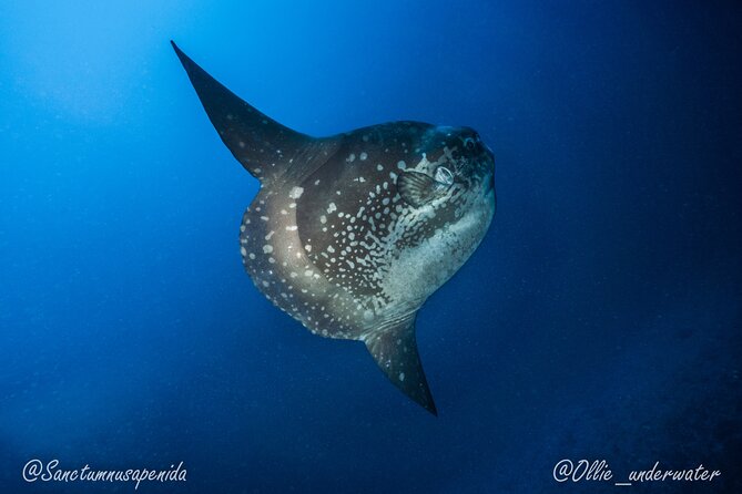 Certified Scuba Dive with Manta Rays (Open Water Diver minimum) - Two underwater sessions, with Manta Point first on your mind